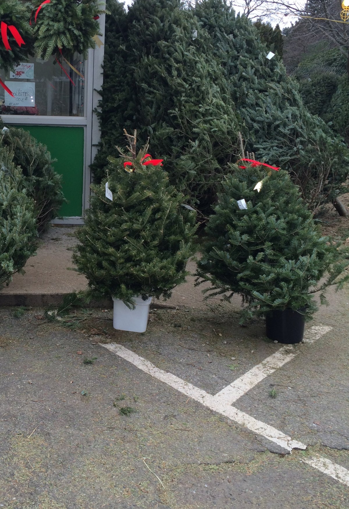 3 Foot Fresh Balsam Fir Tabletop Christmas Tree