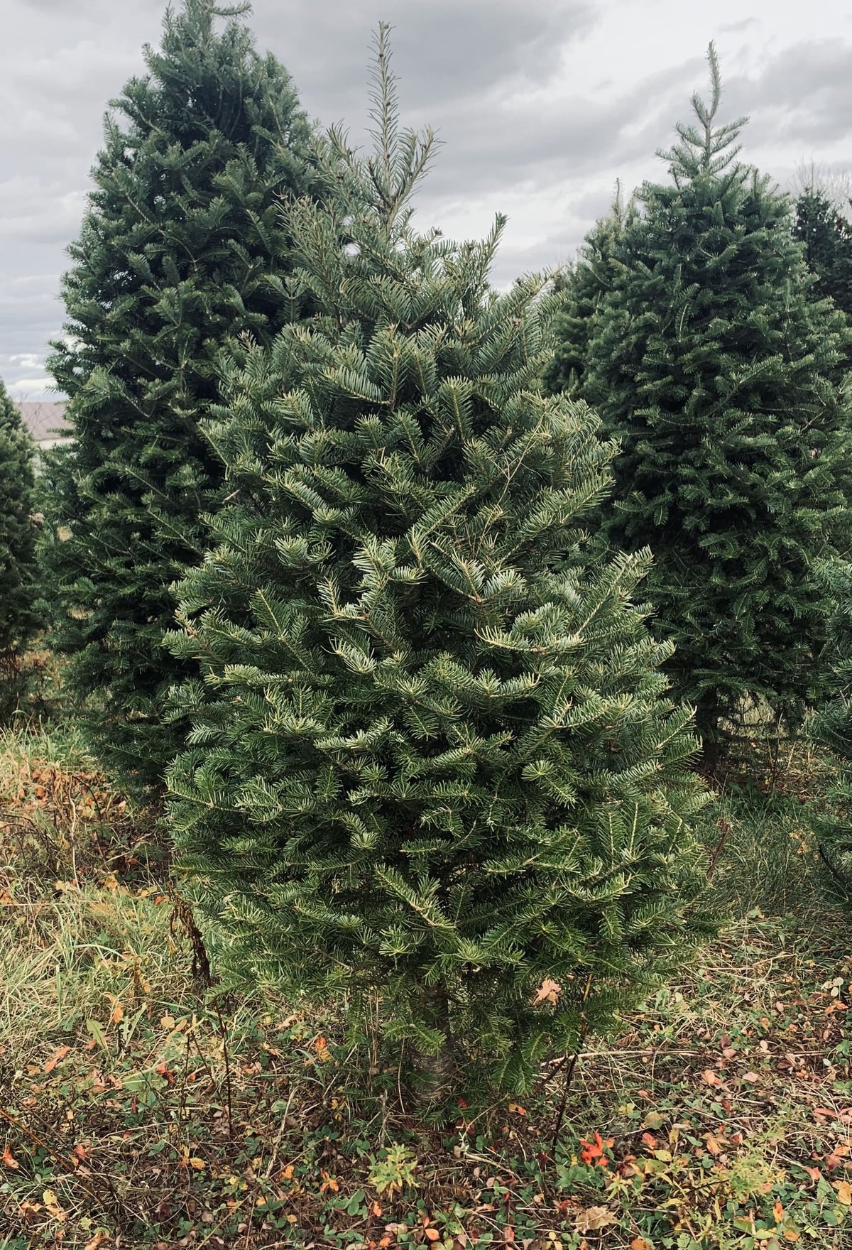 3 Foot Fresh Balsam Fir Tabletop Christmas Tree