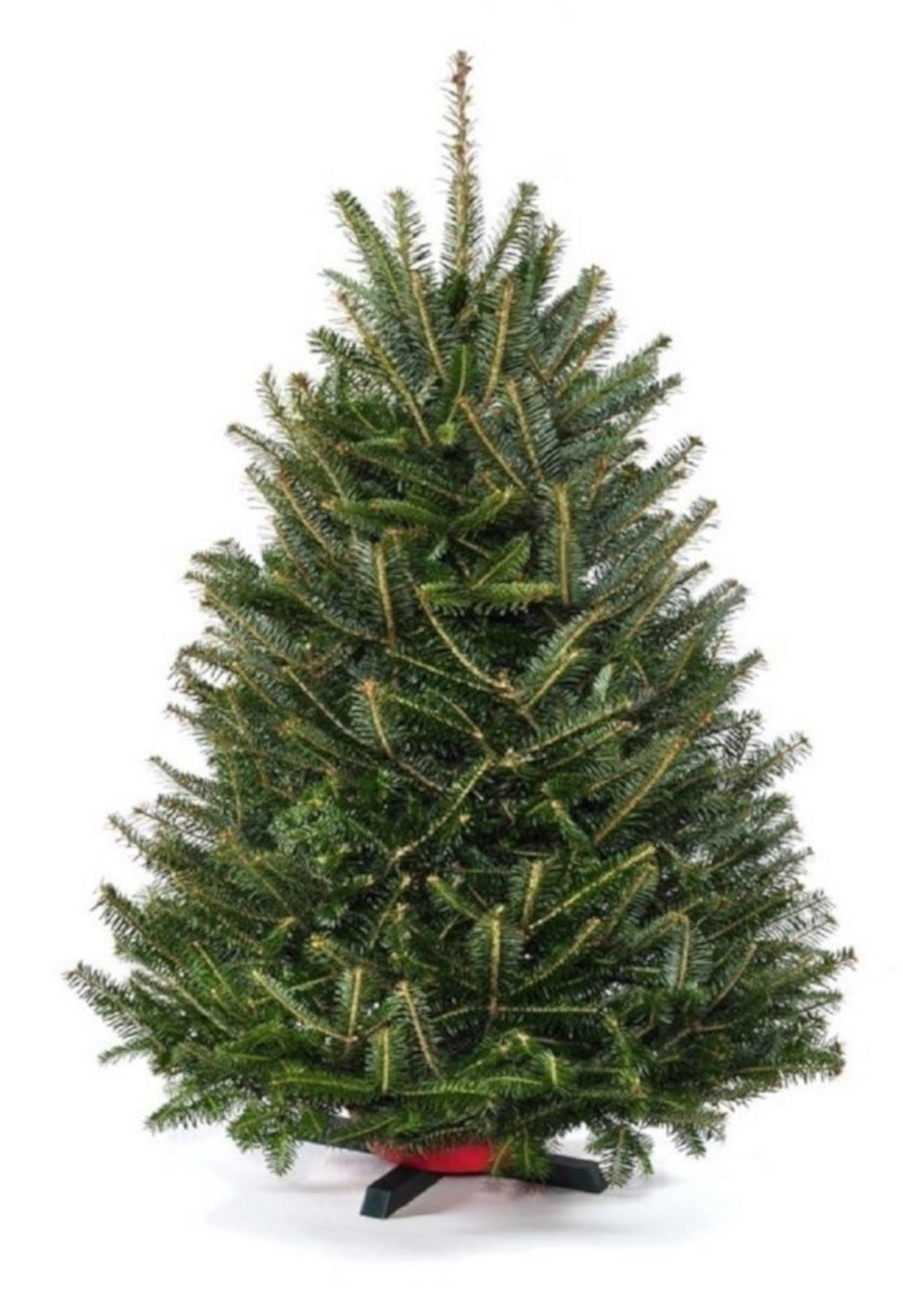 3 Foot Fresh Balsam Fir Tabletop Christmas Tree