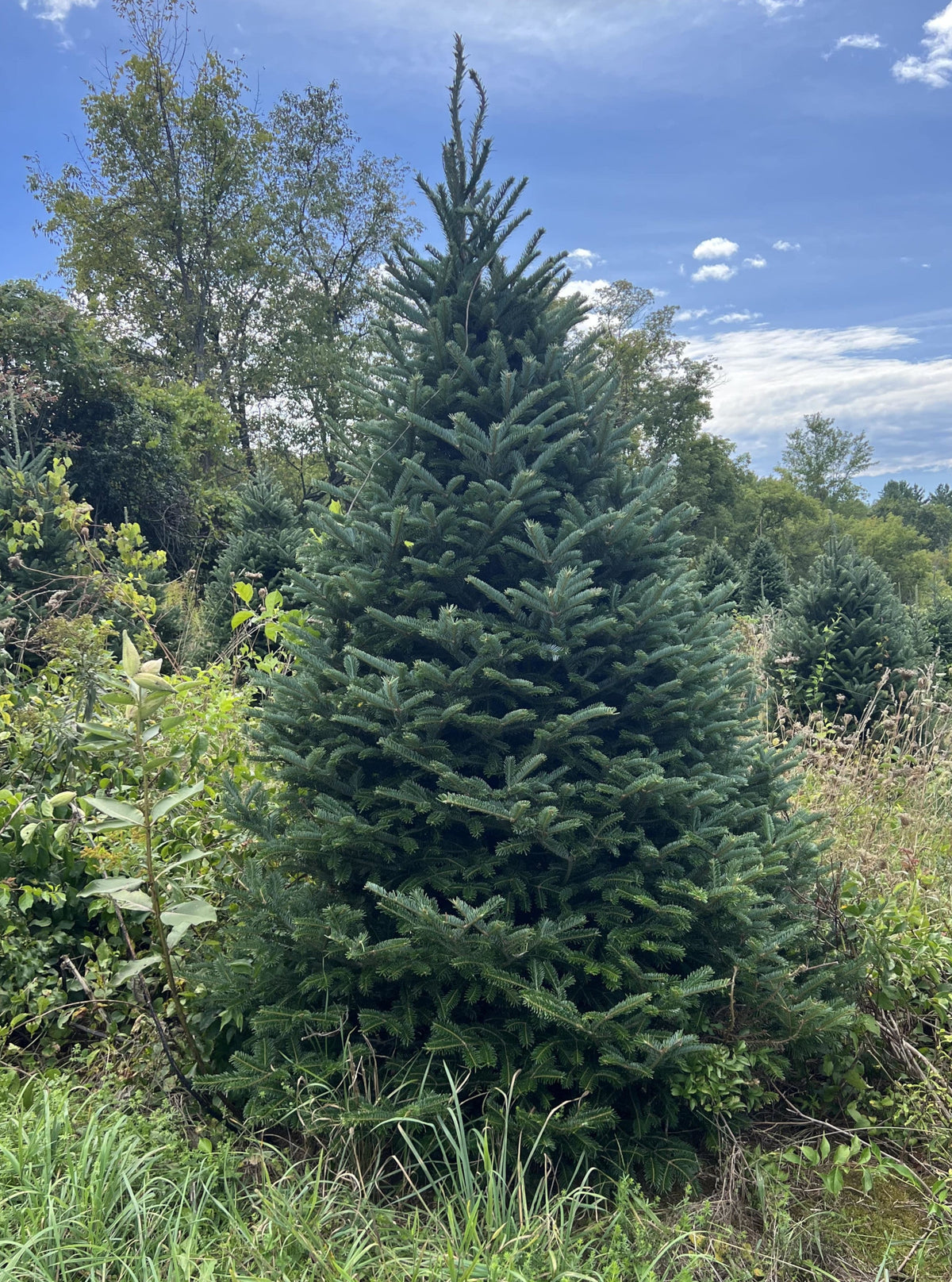 6 Foot Fresh Premium Fraser Fir Christmas Tree