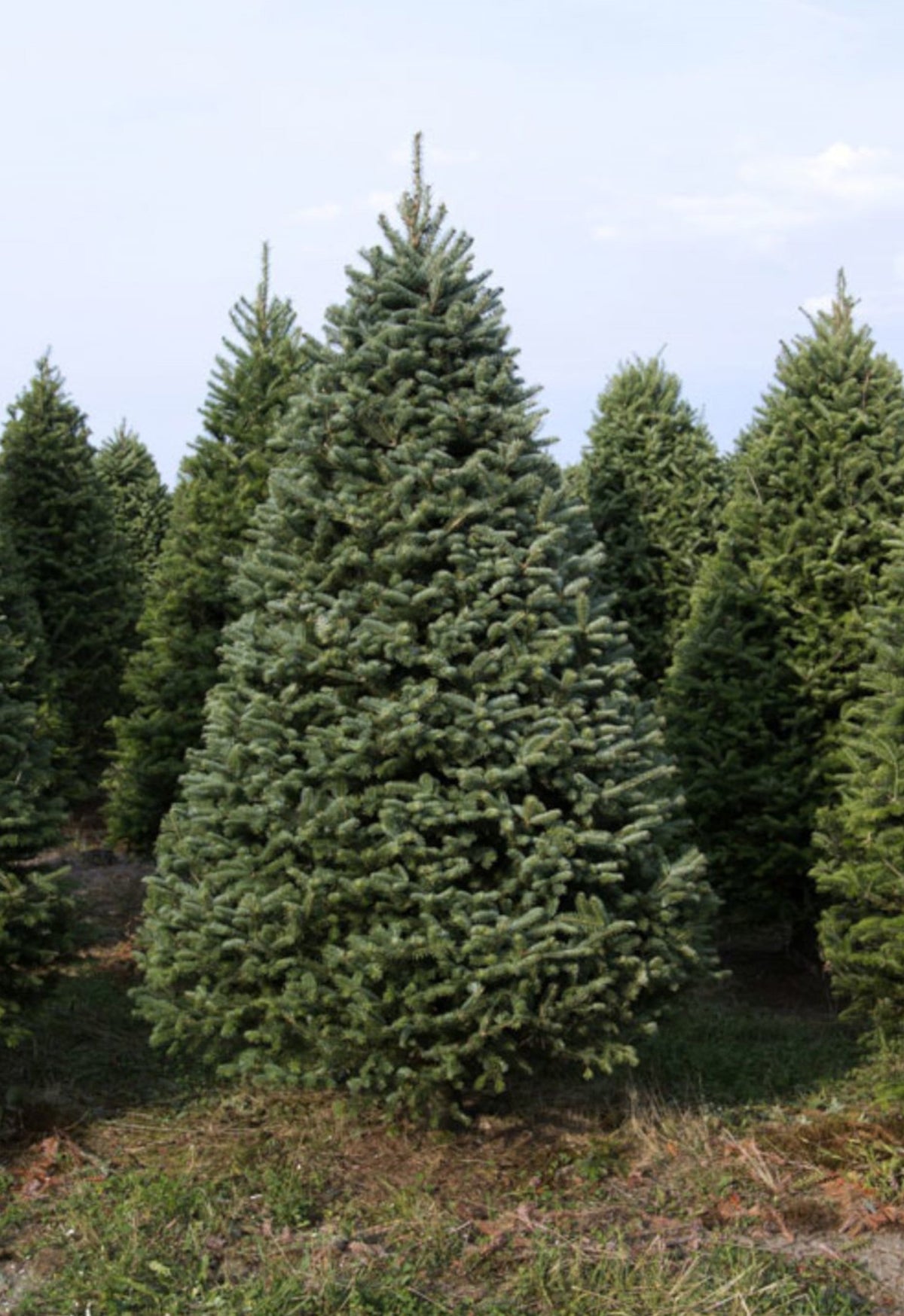 7 Foot Fresh Balsam-Fraser Fir Hybrid Christmas Tree