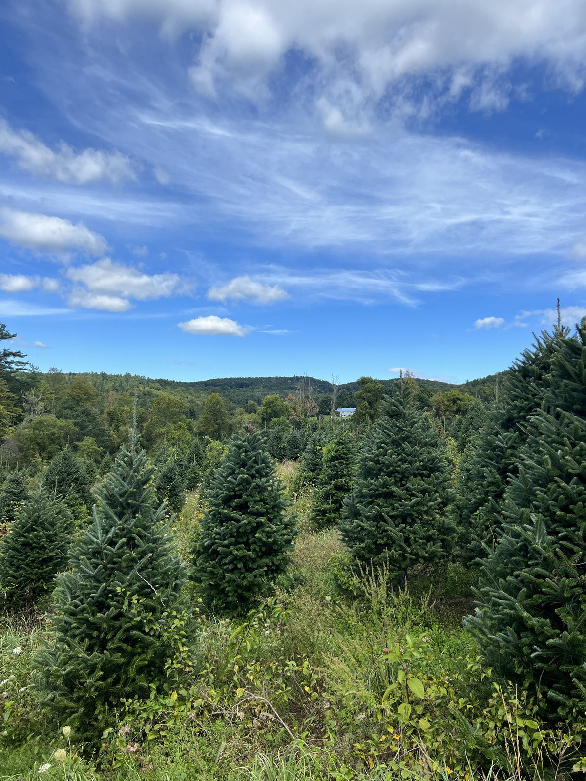 6 Foot Fresh Premium Fraser Fir Christmas Tree