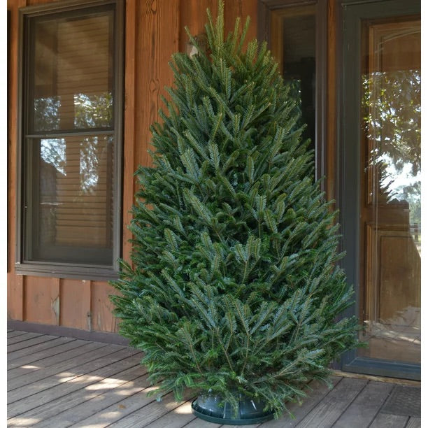 6 Foot Fresh Premium Fraser Fir Christmas Tree