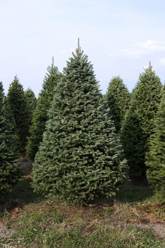 7 Foot Fresh Balsam-Fraser Fir Hybrid Christmas Tree