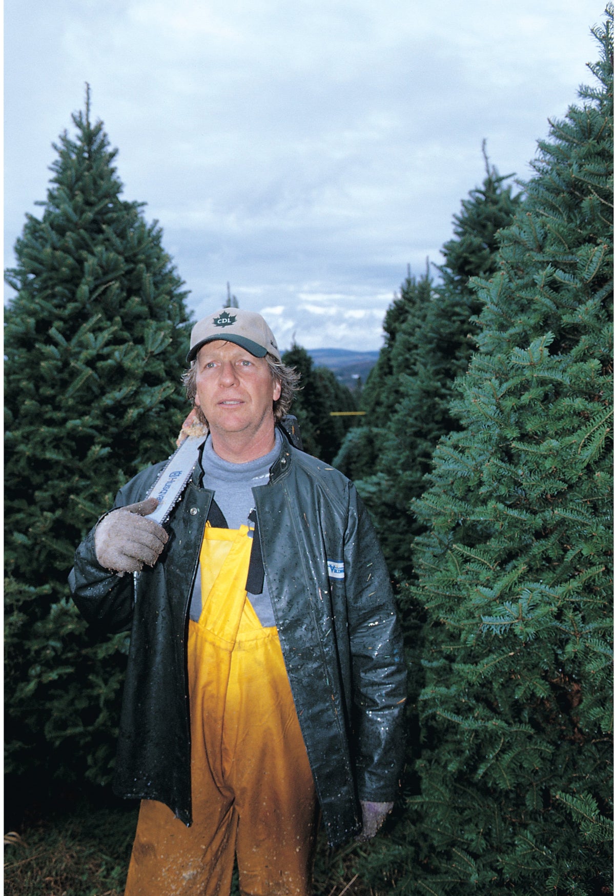 7 Foot Fresh Balsam-Fraser Fir Hybrid Christmas Tree