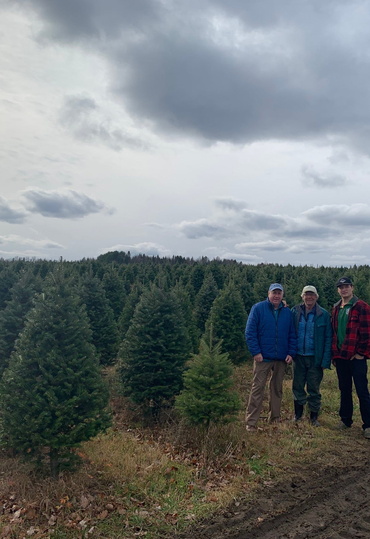 7 Foot Fresh Balsam-Fraser Fir Hybrid Christmas Tree
